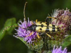 Spotted longhorn beetle